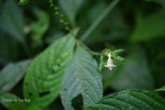 Asystasia dalzelliana